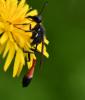 Ammophila sabulosa